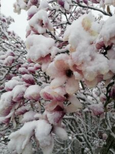 Lire la suite à propos de l’article Protégé : Newsletter n° 25 (1/04/2022)